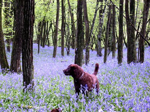 Šuo,  Miškai,  Mėlynos Spalvos Žiedai,  Pavasaris,  Gėlės,  Medžiai,  France,  Pavasaris,  Šuo Miške Su Mėlynomis Spalvomis