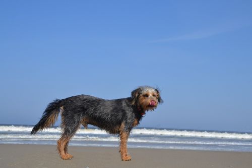 Šuo Paplūdimyje, Wiener Yorkshire, Terjeras, Hibridas, Gyvūnas