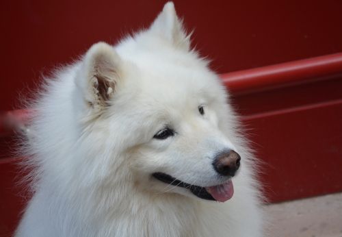 Šuo Samojed, Galva, Profilis, Balti Plaukai, Anima Namuose