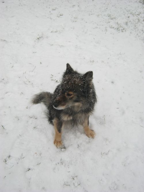 Šuo,  Sniegas,  Finland,  Šuo Sėdi Sniege