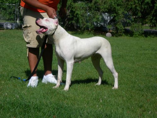 Dogo Argentino, Dogo, Šuo, Gyvūnas