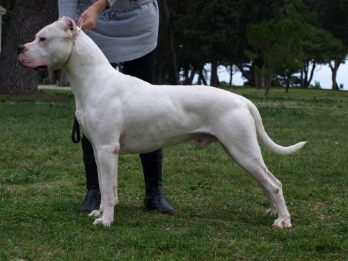 Dogo Argentino, Dogo, Šuo, Gyvūnas