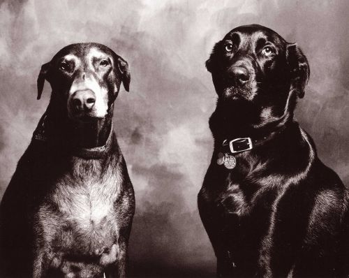 Šunys, Juodos Ir Baltos Spalvos Portretas, Dobermanas, Laboratorija