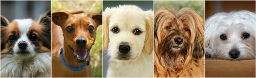 Šunys, Šuo Koliažas, Foto Koliažas, Naminis Gyvūnėlis, Draugas, Mielas Šuo