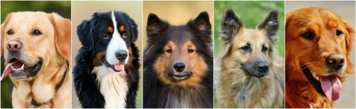 Šunys, Šuo Koliažas, Foto Koliažas, Naminis Gyvūnėlis, Draugas, Mielas Šuo