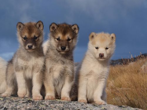 Šunys, Sledžių Šunys, Grenlandija, Brangus, Natūralus, Šuniukai, Mielas, Saldus