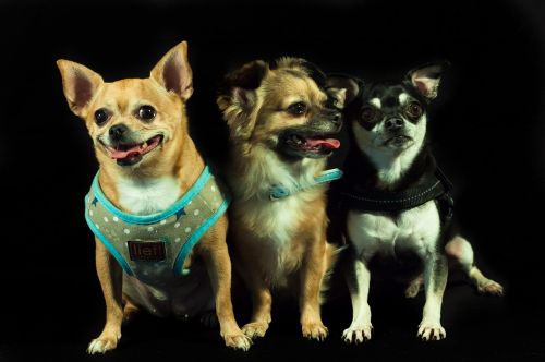Šunys, Kalhoun, Trys, Mažos Šunų Veislės, Chihuahua