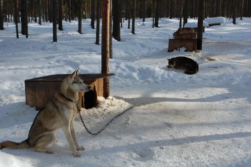 Šunys, Finland, Rovaniemi