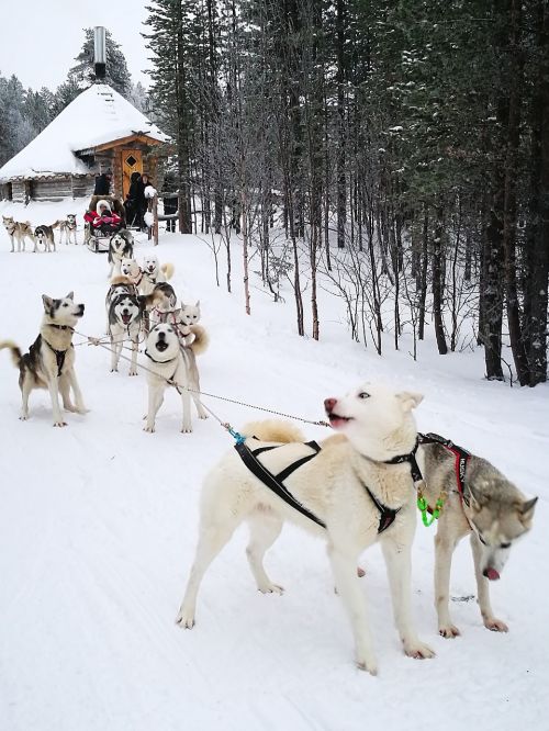 Šunys, Husky, Sledas Šuo, Murmanskas, Rusija