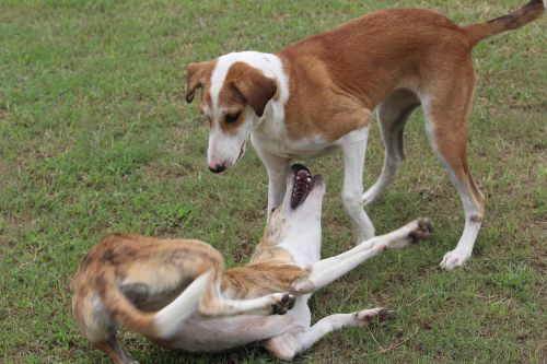 Šunys, Canis Familiaris, Šunys, Indijos Veislė, Žaismingas