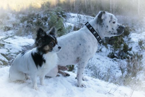 Šunys, Chihuahua, Anglų Stafordšyras, Žiema, Profilis, Gražus, Balta