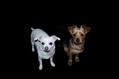 Šunys, Jorkšyro Terjeras, Chihuahua