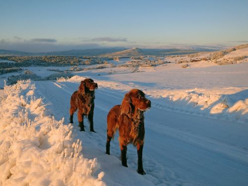 Šunys, Norvegija, Žiema, Dalsbygda
