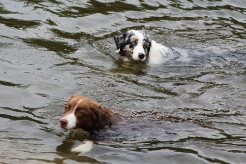 Šunys,  Šuo Vandenyje,  Plaukti,  Žaisti,  Sportas,  Sportiškas,  Sveikas,  Aktyvus