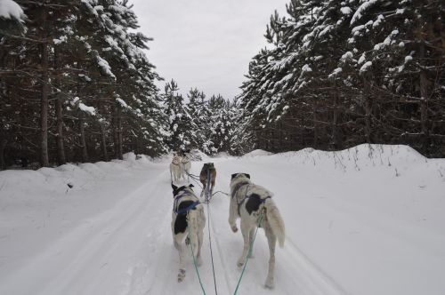 Šunys, Žiema, Sniegas, Miškas, Lenktynės, Kanada