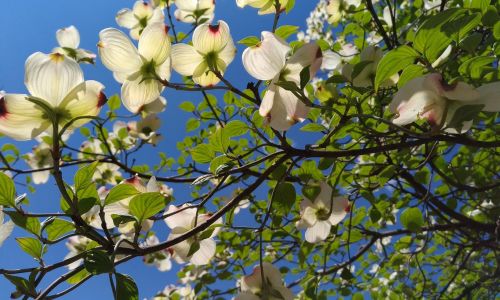 Šilkmedis, Baltos Gėlės, Arboretum