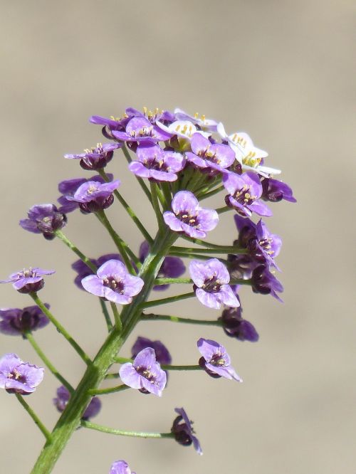 Doldiger Cress, Kresas, Žiedynas, Gėlės, Gėlė, Augalas, Violetinė, Balta, Mažas, Violetinė, Arabis Ciliata, Arabis