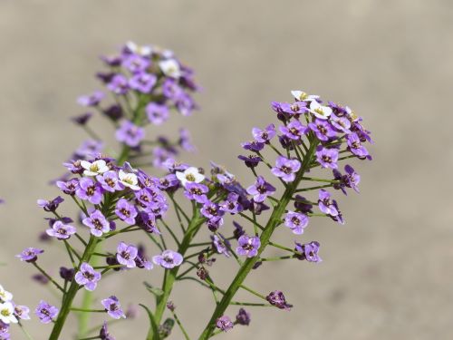 Doldiger Cress, Kresas, Žiedynas, Gėlės, Gėlė, Augalas, Violetinė, Balta, Mažas, Violetinė, Arabis Ciliata, Arabis