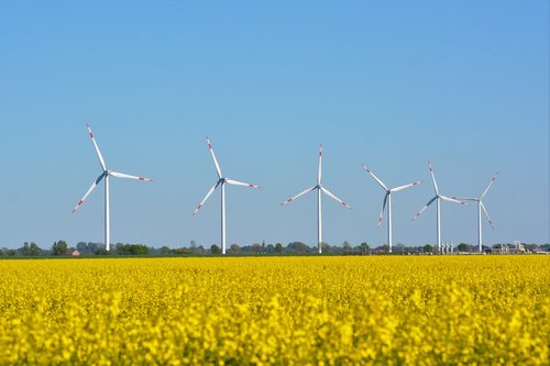 Dollart,  Kraštovaizdžio Polderyje,  Savivaldybė Bunde,  Laukas Rapsų