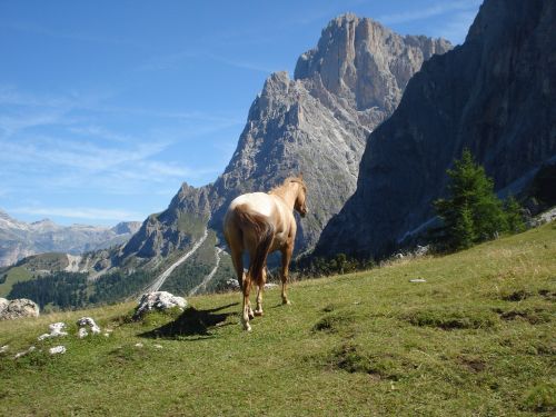 Dolomitai, Val Gardena, South Tyrol, Haflinger, Arklys, Alpių, Sassolungo