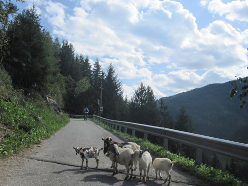 Dolomitai, Kalnai, Kraštovaizdis, Gamta, Miškas, Italy