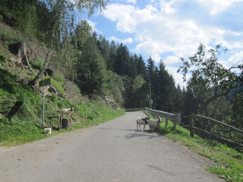 Dolomitai, Kalnai, Kraštovaizdis, Gamta, Miškas, Italy