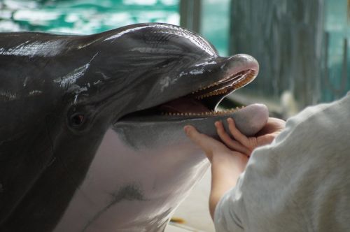 Delfinas, Zoologijos Sodas, Gamta, Gyvūnai