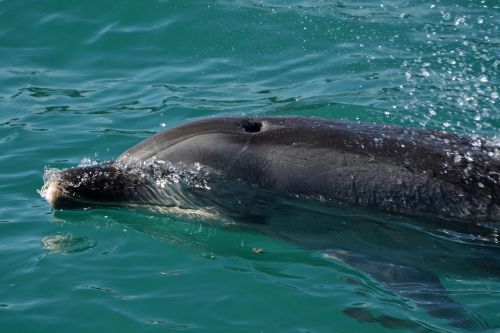 Delfinas, Žinduolis, Jūrų Žinduoliai, Meeresbewohner, Gyvūnas, Pinball, Naujoji Zelandija, Šiaurinė Sala, Salų Įlanka, Plaukti