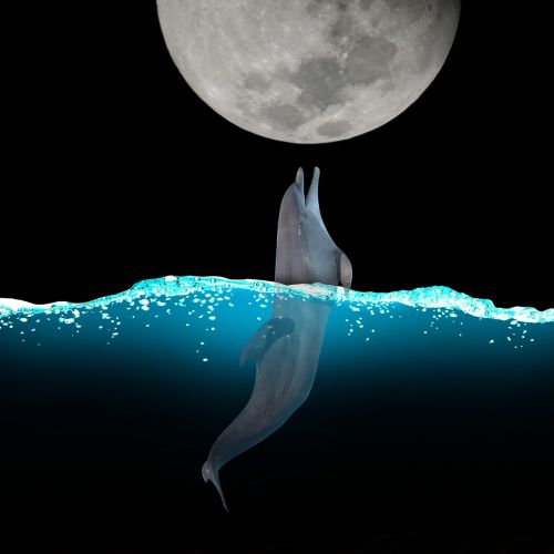 Delfinas, Mėnulis, Vanduo