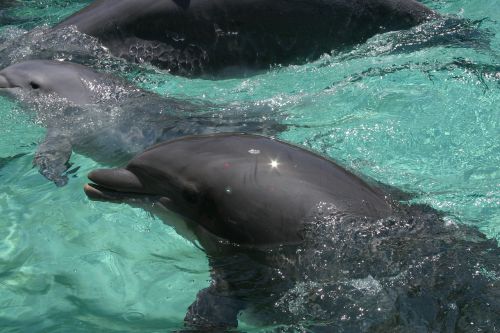 Delfinas, Jūrų Augalija Ir Gyvūnija, Vandens