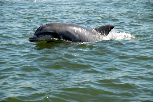 Delfinas, Laukinė Gamta, Laukiniai, Upė, Vandenynas, Gamta, Jūra, Jūrų, Vanduo, Gyvūnas, Gyvenimas, Žuvis, Vandens, Žinduolis, Juokinga, Maudytis, Povandeninis, Šokinėti, Banga, Linksma, Fauna, Mielas, Laimingas, Purslų