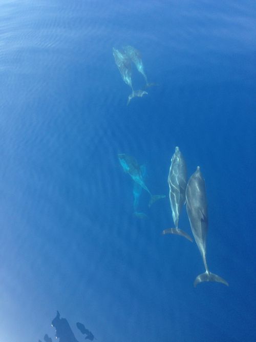 Delfinas, Vandenynas, Mėlynas, Gyvūnai, Gamta