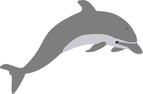 Delfinas, Šokinėti, Pilka, Elegantiškas, Nemokama Vektorinė Grafika