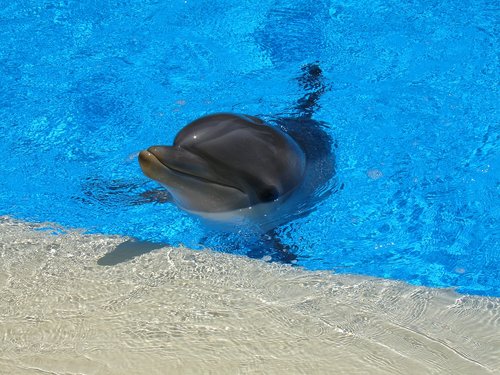 Dolphin,  Žinduolis,  Vanduo