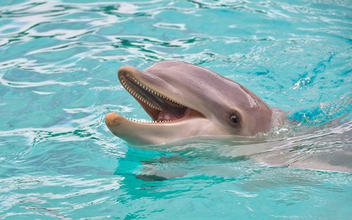 Dolphin,  Atrodo,  Laimingas,  Vandens,  Jūrų Žinduolis,  Banginių,  Gyvūnas,  Mėlyna,  Plaukti