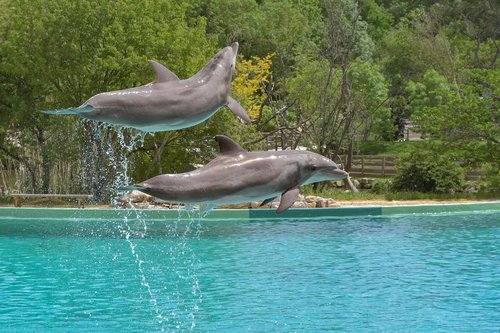 Dolphin,  Šokinėti,  Du,  Vandens,  Jūrų Žinduolis,  Banginių,  Gyvūnas