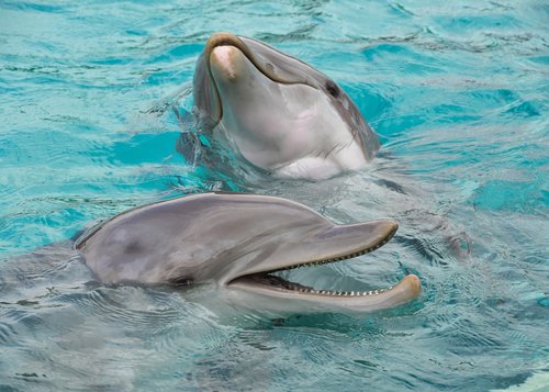 Dolphin,  Du,  Laimingas,  Vandens,  Jūrų Žinduolis,  Banginių,  Gyvūnas,  Mėlyna,  Plaukti