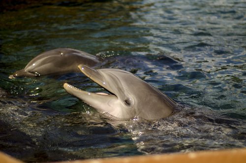Dolphin,  Vandens,  Plaukti