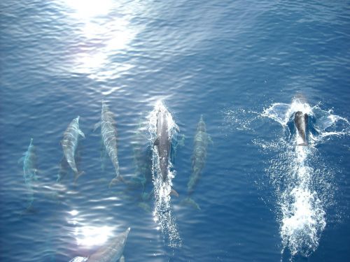 Delfinas, Jūra, Vandenynas, Žuvis, Laukinė Gamta