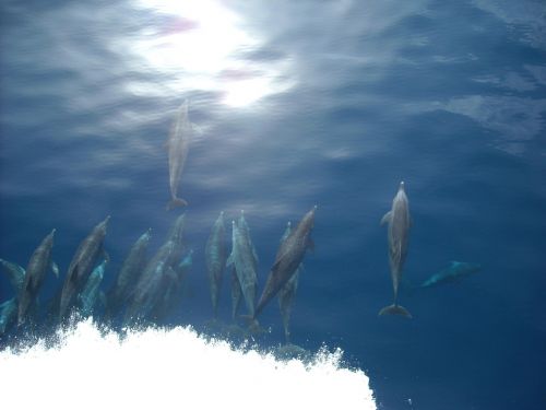 Delfinas, Jūra, Vandenynas, Žuvis, Laukinė Gamta