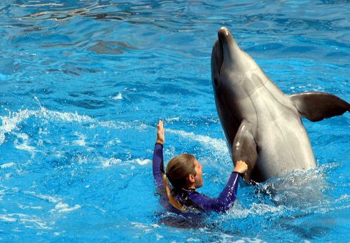 Delfinas,  Akvariumas,  Treniruotas,  Vanduo,  Pramogos,  Protingas,  Laukinė Gamta,  Adaptyvumas,  Delfinas Akvariume
