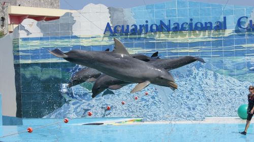 Delfinai, Rodyti, Akvariumas