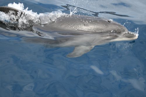 Delfinai, Vanduo, Jūra, Jūrų Žinduoliai, Plaukti, Gyvūnai