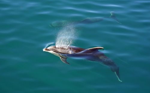 Delfinai, Salų Įlanka, Naujoji Zelandija, Šiaurinė Sala, Jūros Gyvūnai