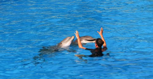 Delfinai, Papūga, Parkas, Tenerifė, Ispanija