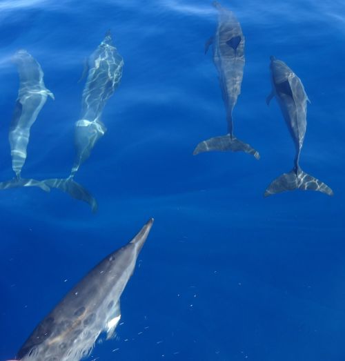 Delfinai, Žuvis, Jūra, Vanduo, Mėlynas, Vandenynas