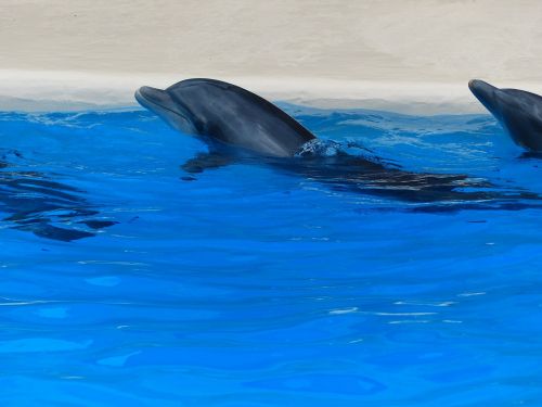 Delfinai, Delfinų Šou, Demonstracija, Pritraukimas, Gyvūnų Šou, Rodyti, Vanduo, Gyvūnai, Meeresbewohner