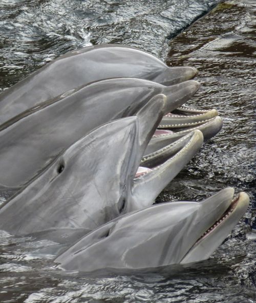 Delfinai, Žinduolis, Jūra, Vandenynas, Gyvūnai