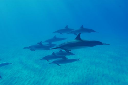 Delfinai, Vandenynas, Hawaii, Gamta