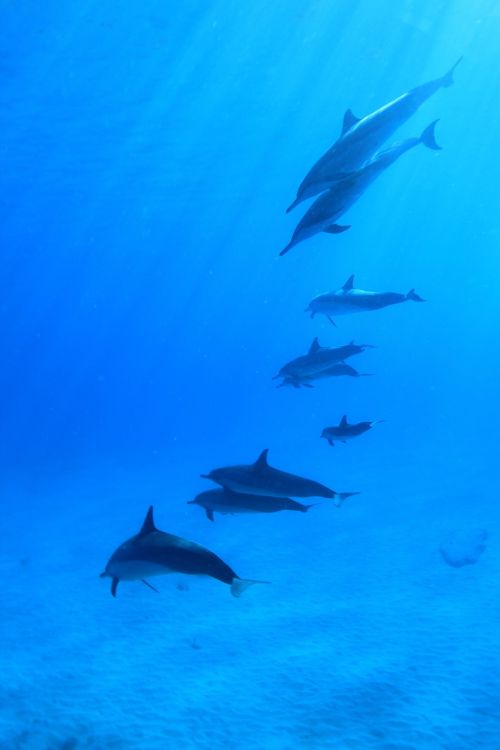 Delfinai, Povandeninis, Scuba, Žuvis, Flock, Hawaii, Jūra